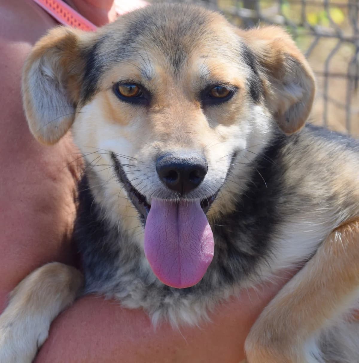 Dina, female Mixed Breed for adoption at Rolda Sverige, Södertälje (foster network)
