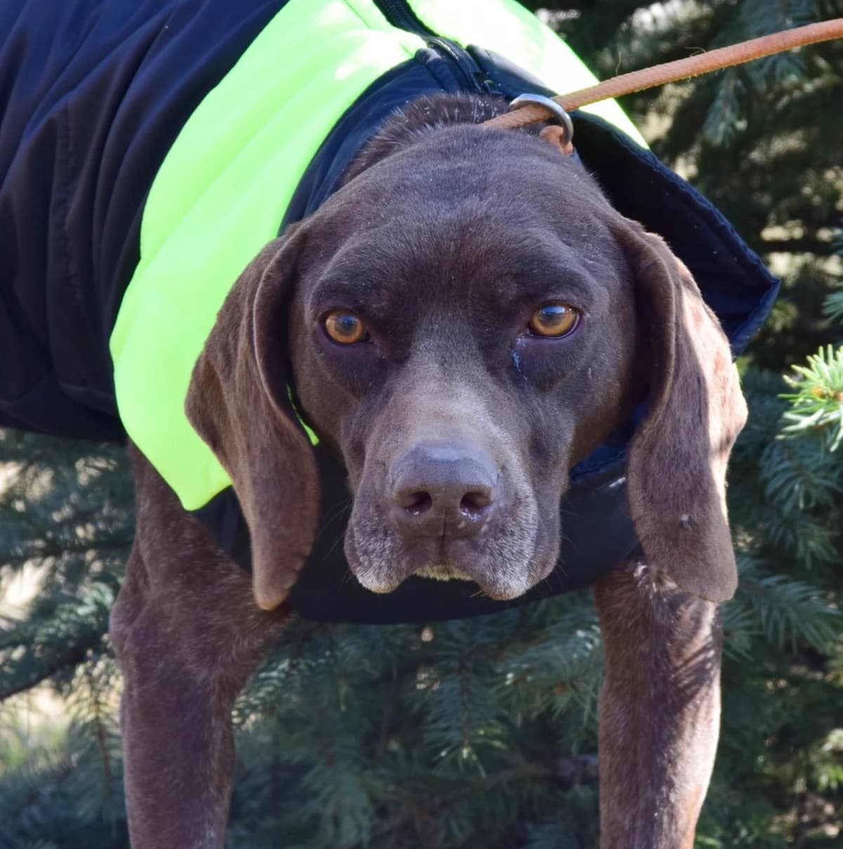 Doru, Mixed Breed for adoption at Rolda Sverige, Södertälje (foster network)