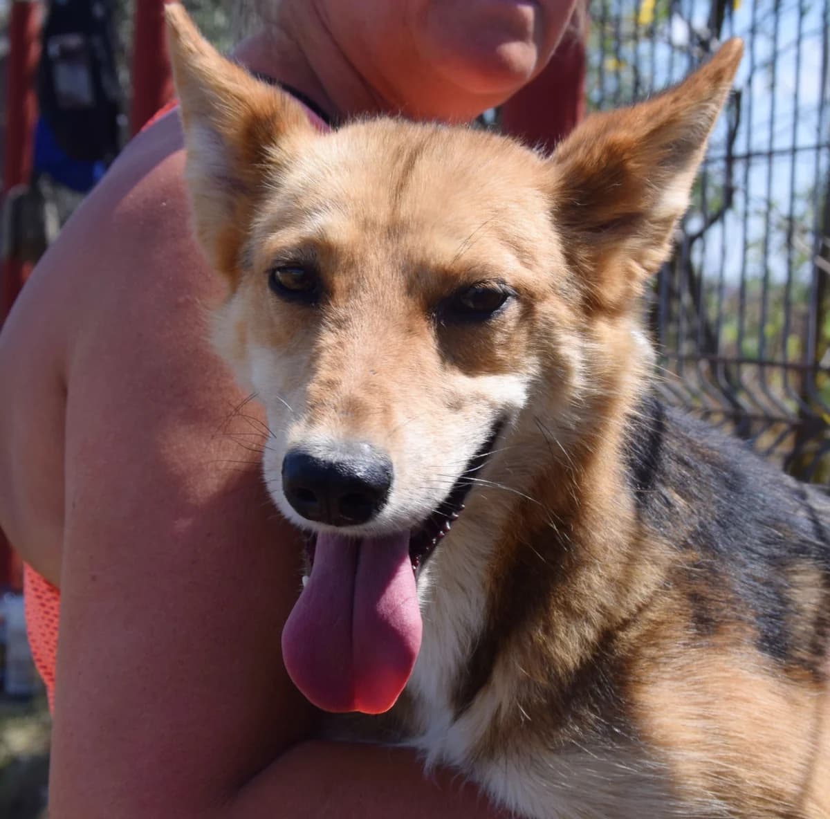 Ester, female Mixed Breed for adoption at Rolda Sverige, Södertälje (foster network)