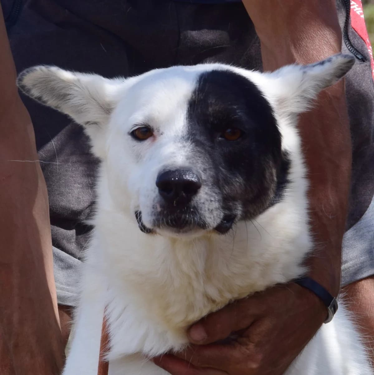 Farina, guld female Mixed Breed for adoption at Rolda Sverige, Södertälje (foster network)