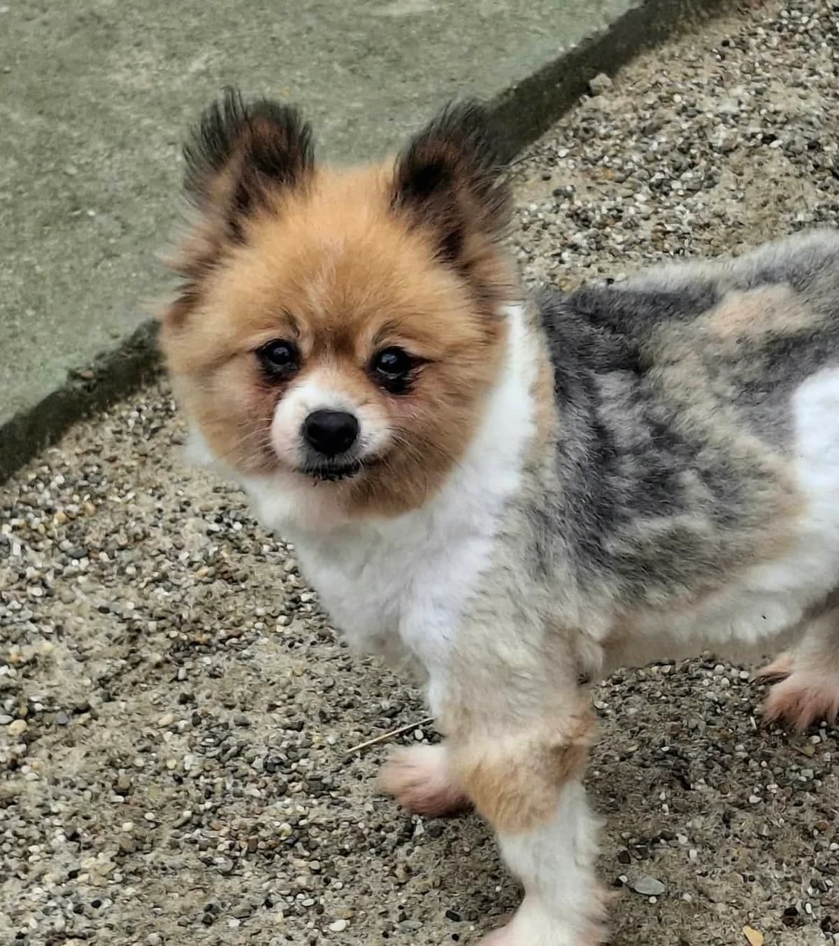 Flavia, female Mixed Breed for adoption at Rolda Sverige, Södertälje (foster network)