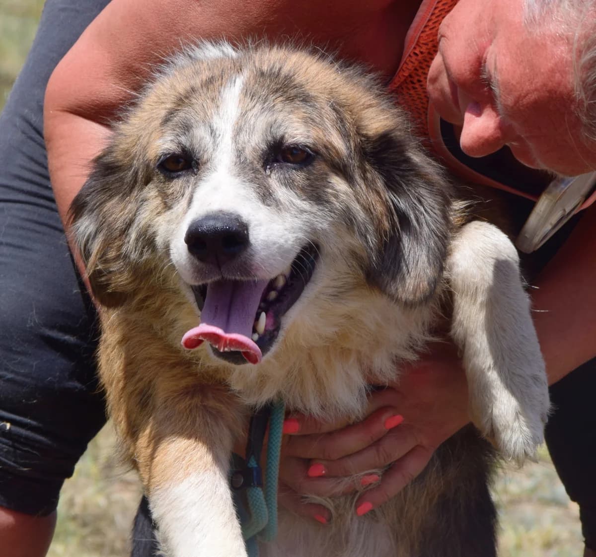 Hanna, female Mixed Breed for adoption at Rolda Sverige, Södertälje (foster network)