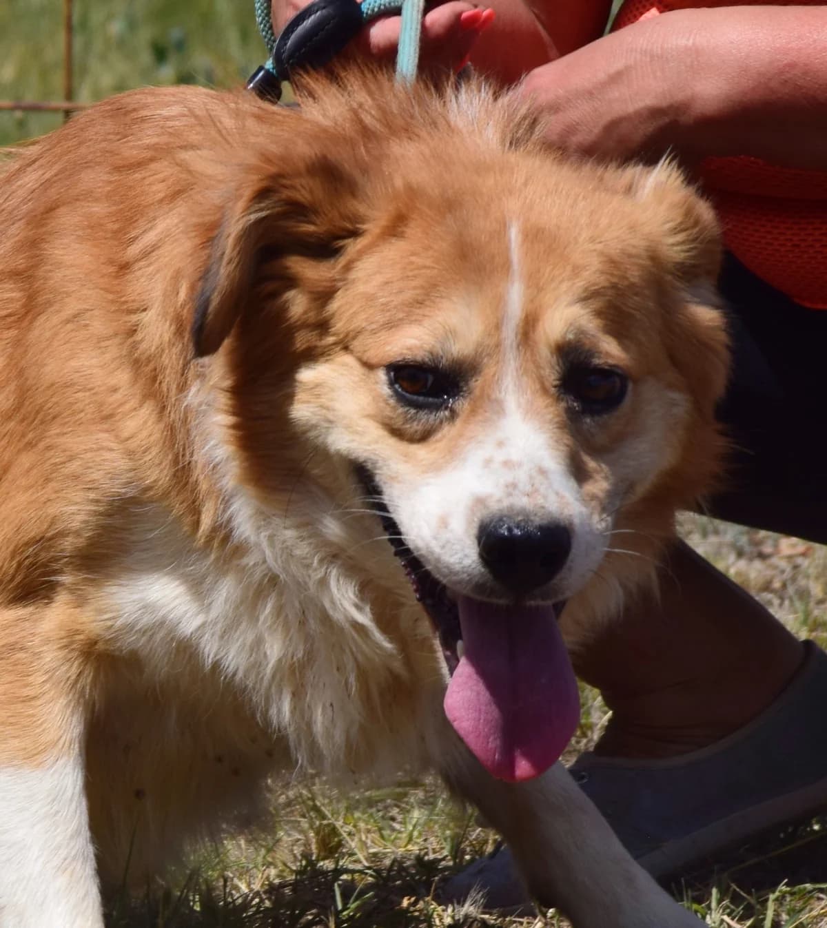 Hannes, male Mixed Breed for adoption at Rolda Sverige, Södertälje (foster network)