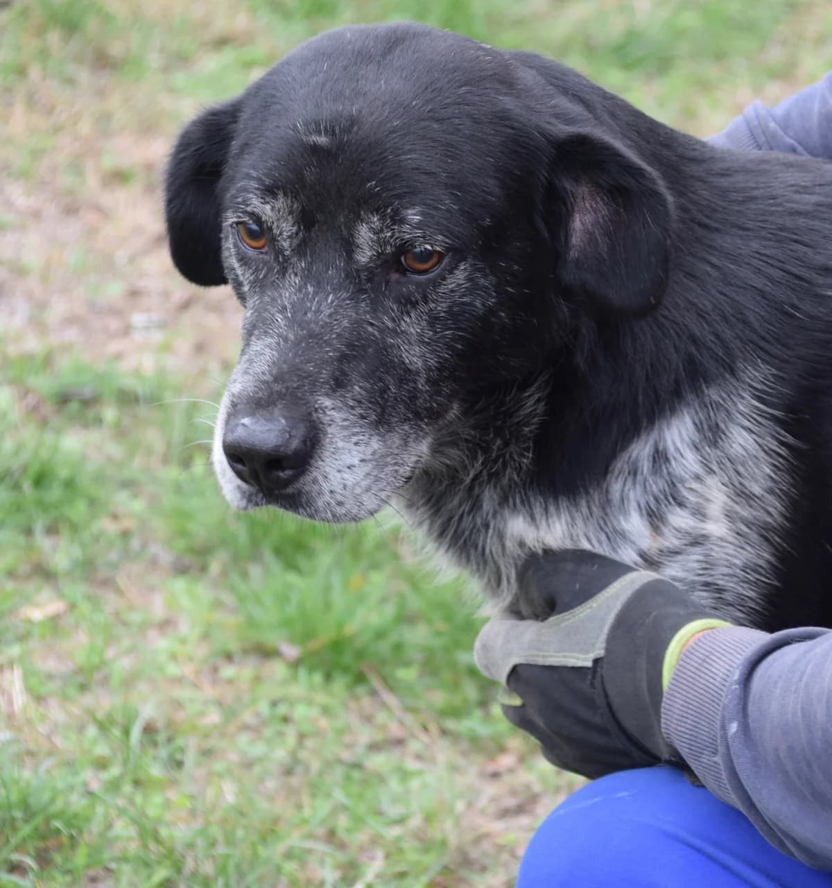 Hasse, male Mixed Breed for adoption at Rolda Sverige, Södertälje (foster network)