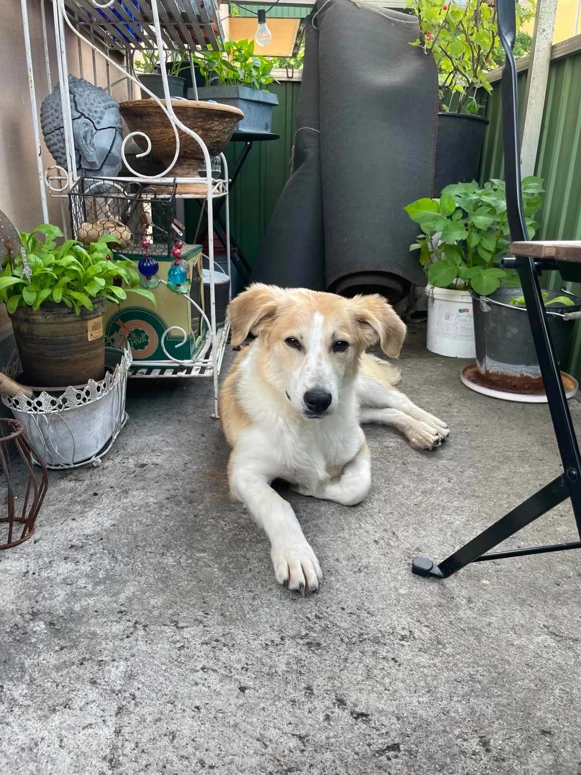Helmer, male young Mixed Breed for adoption at Rolda Sverige, Södertälje (foster network)