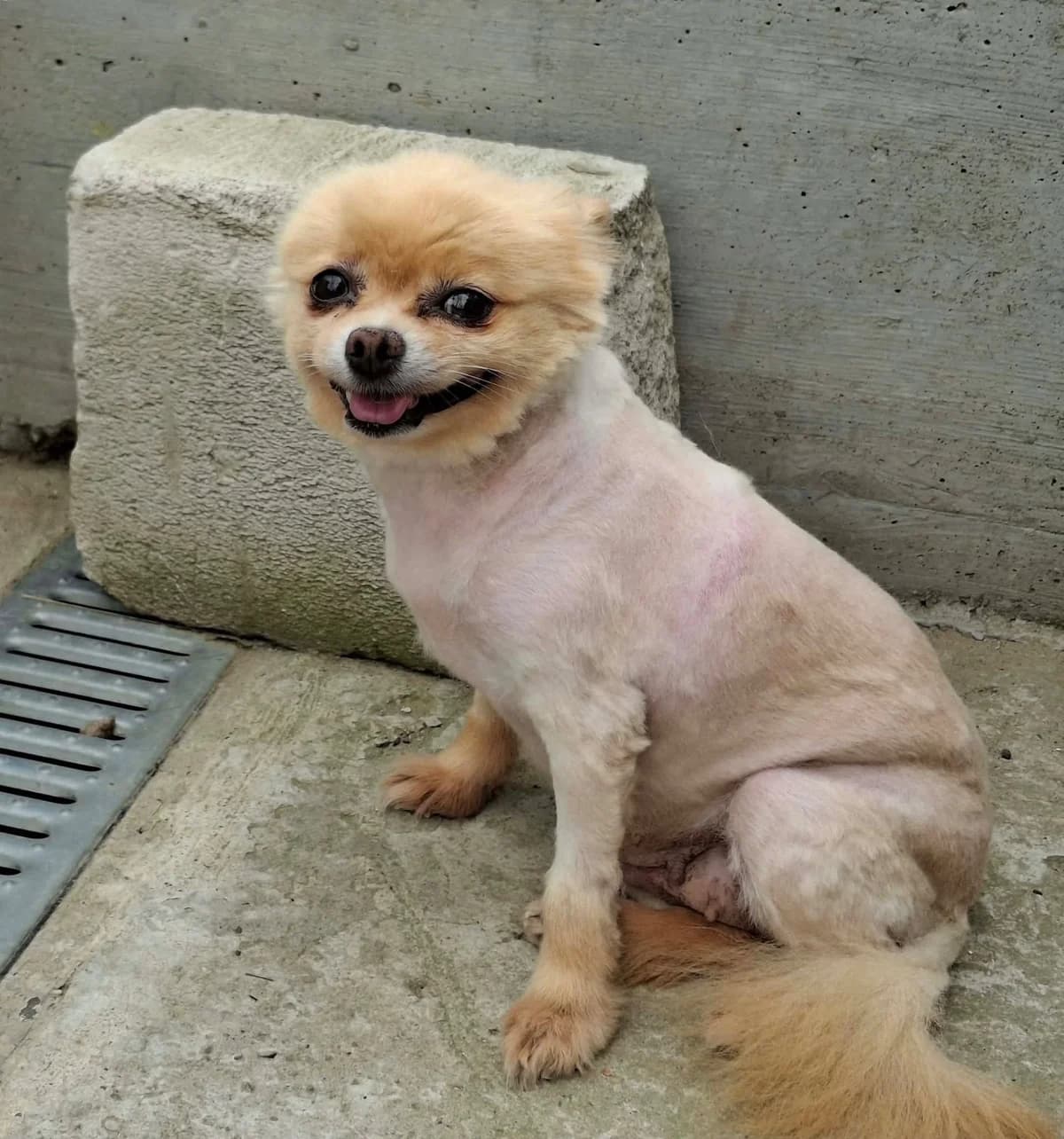 Holly, female Mixed Breed for adoption at Rolda Sverige, Södertälje (foster network)