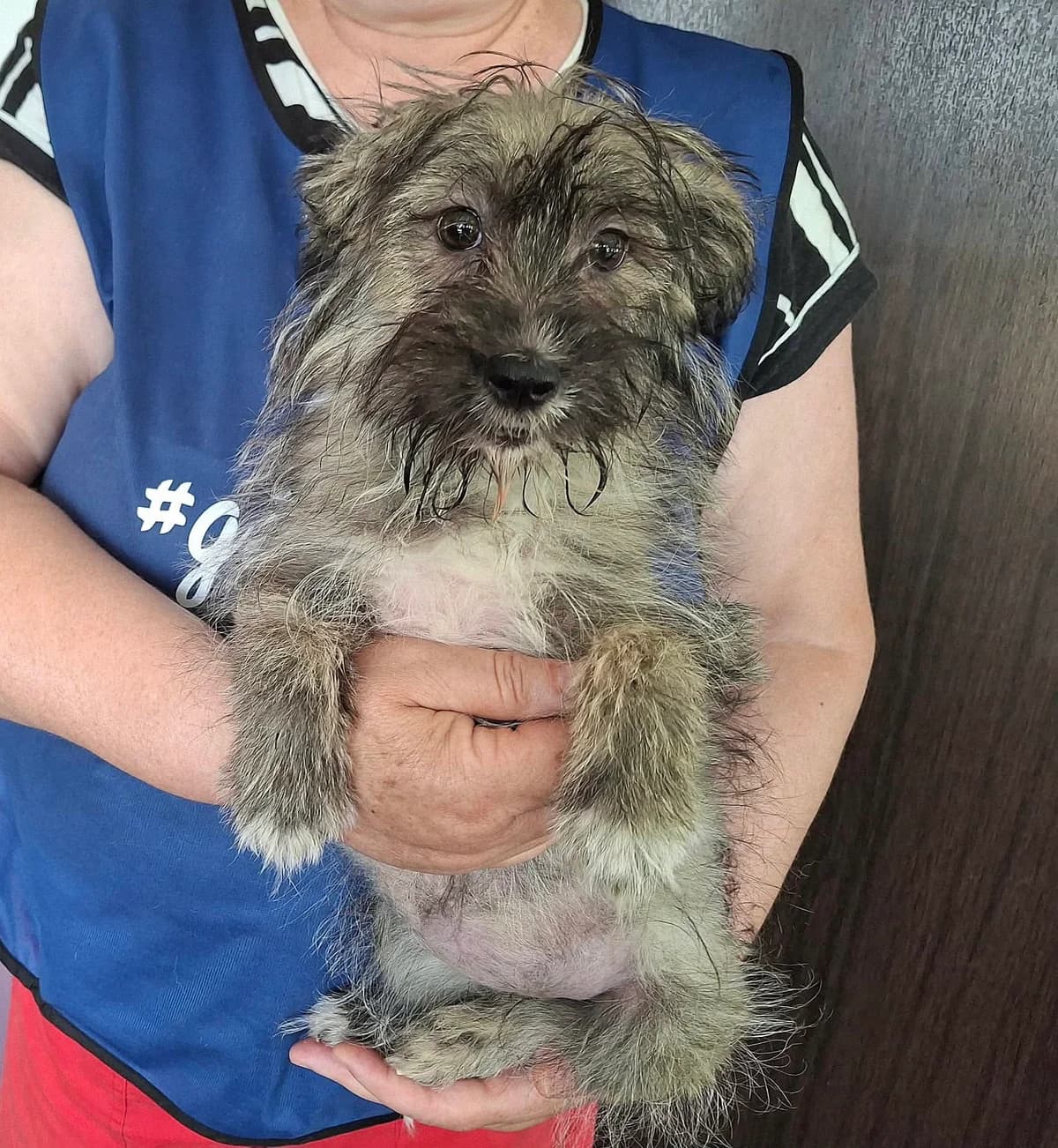 Julia, female puppy Mixed Breed for adoption at Rolda Sverige, Södertälje (foster network)