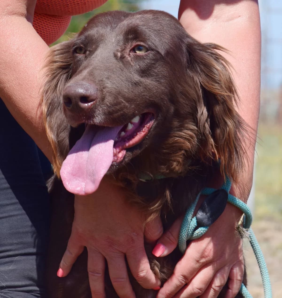 Kelly, female Mixed Breed for adoption at Rolda Sverige, Södertälje (foster network)