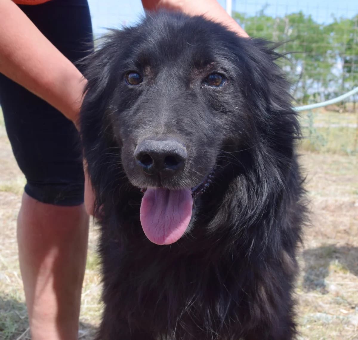 Kenzo, male senior Mixed Breed for adoption at Rolda Sverige, Södertälje (foster network)
