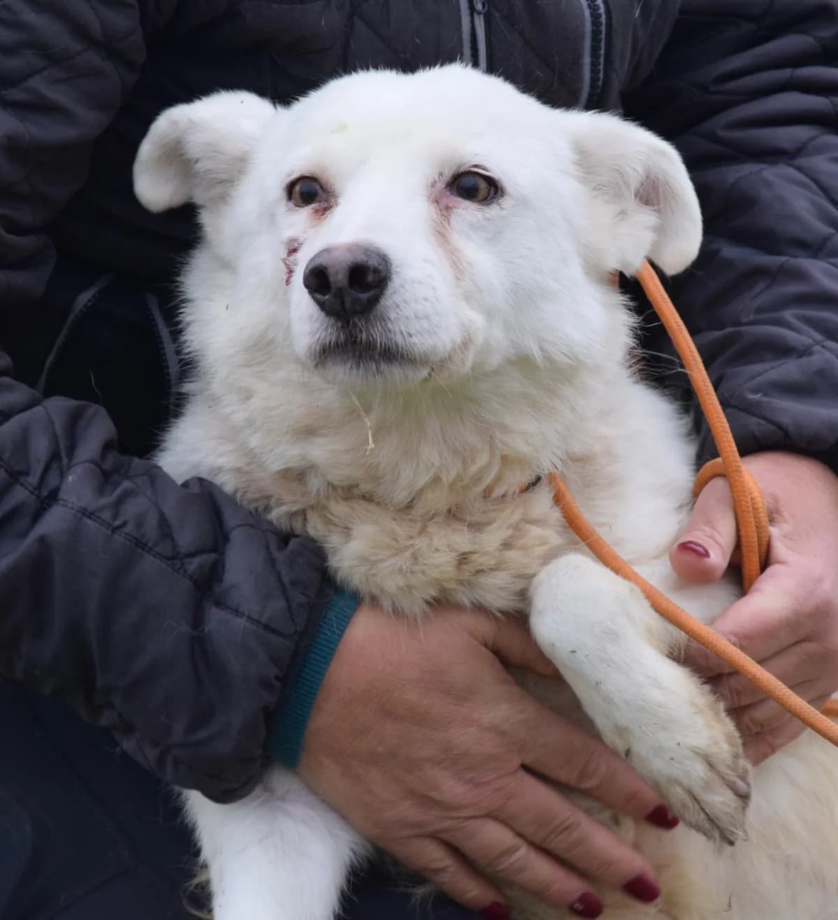 Kira, female Mixed Breed for adoption at Rolda Sverige, Södertälje (foster network)