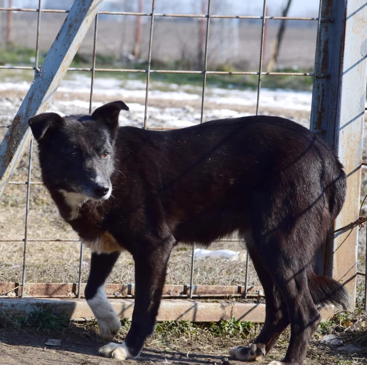 Kokos, female senior Mixed Breed for adoption at Rolda Sverige, Södertälje (foster network)