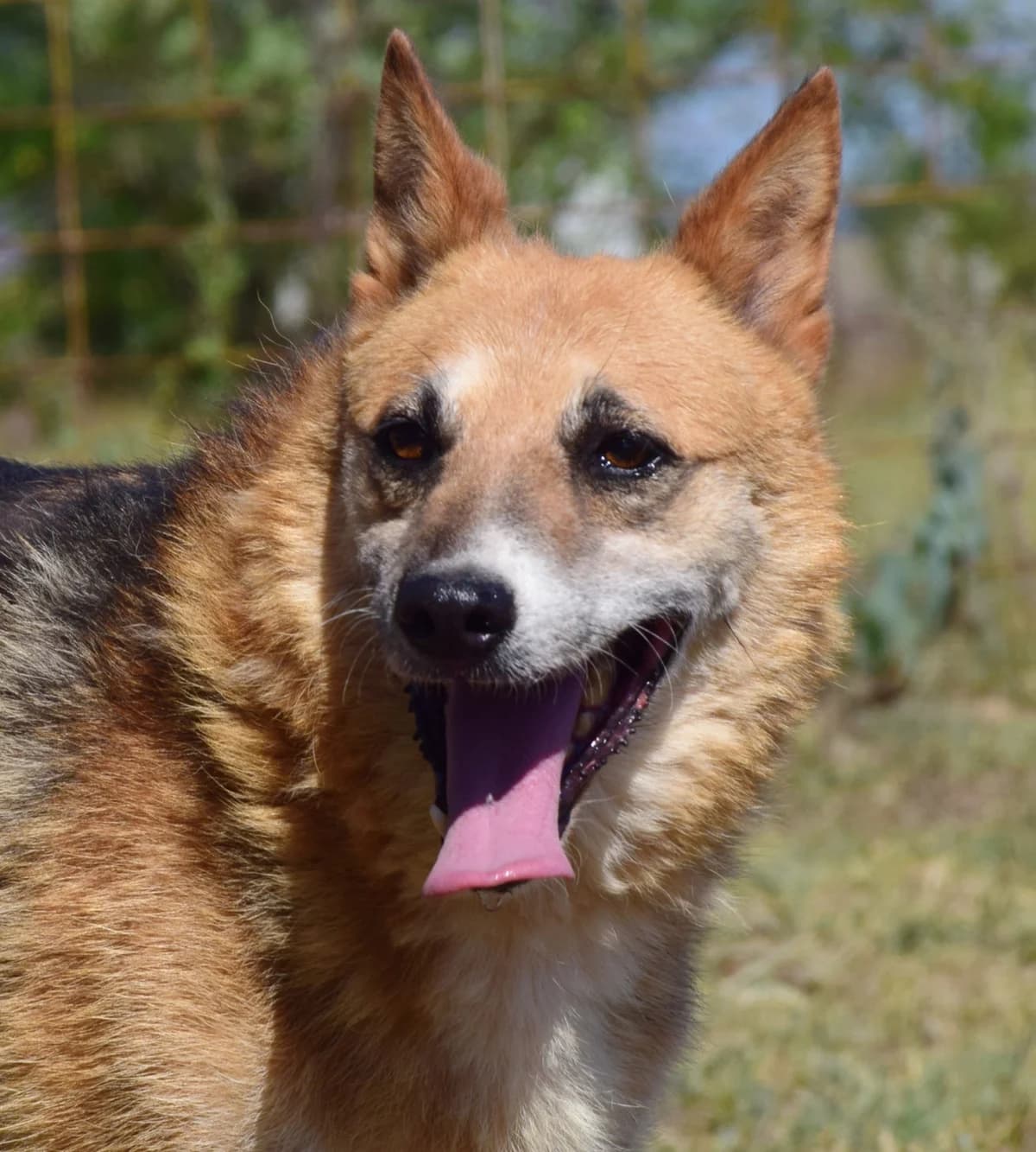 Lenny, male senior Mixed Breed for adoption at Rolda Sverige, Södertälje (foster network)