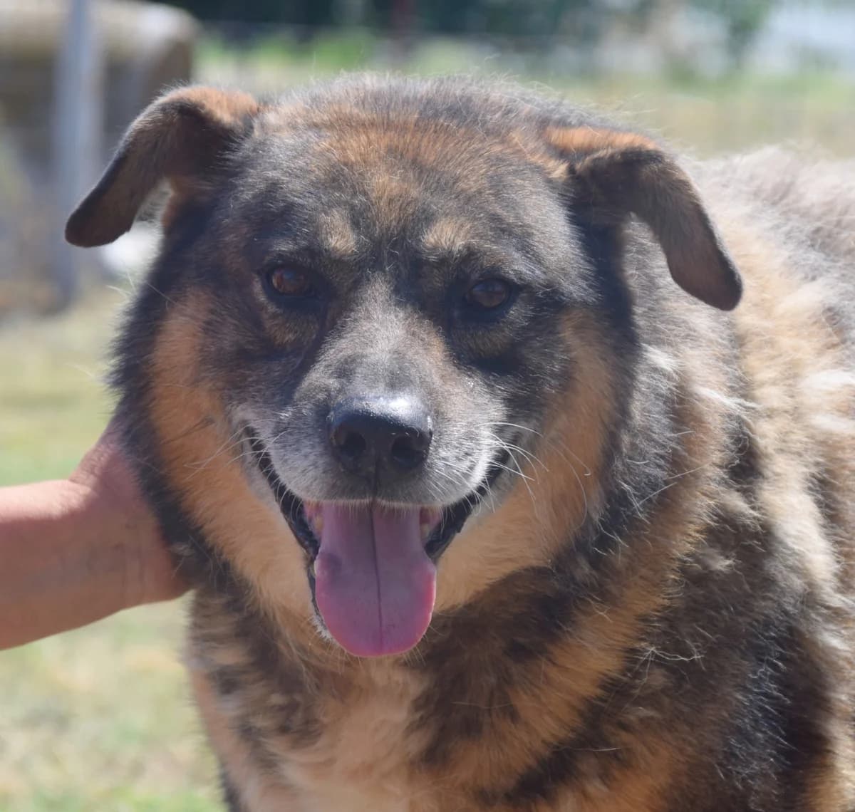 Lillen, male senior Mixed Breed for adoption at Rolda Sverige, Södertälje (foster network)