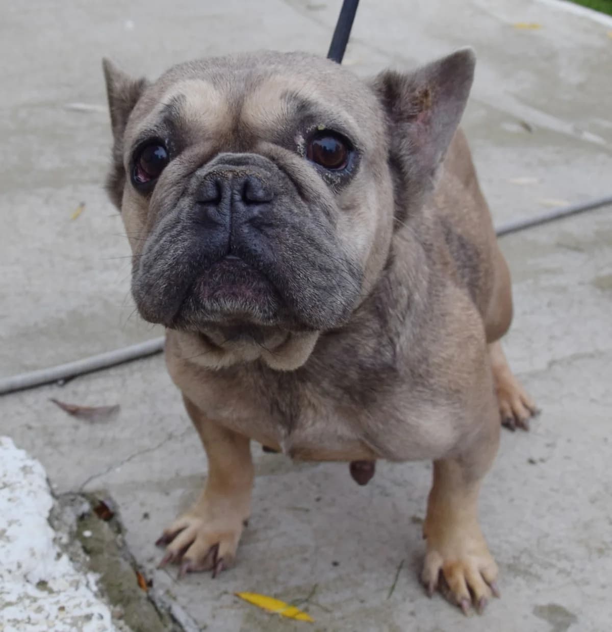 Maggie, female Mixed Breed for adoption at Rolda Sverige, Södertälje (foster network)