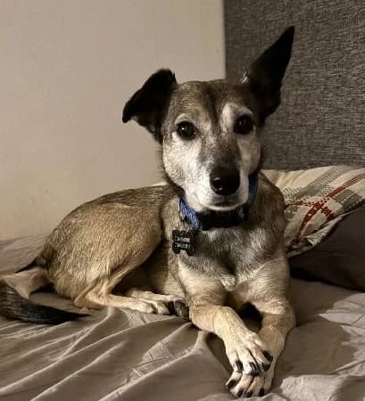 Maggie, Mixed Breed for adoption at Rolda Sverige, Södertälje (foster network)