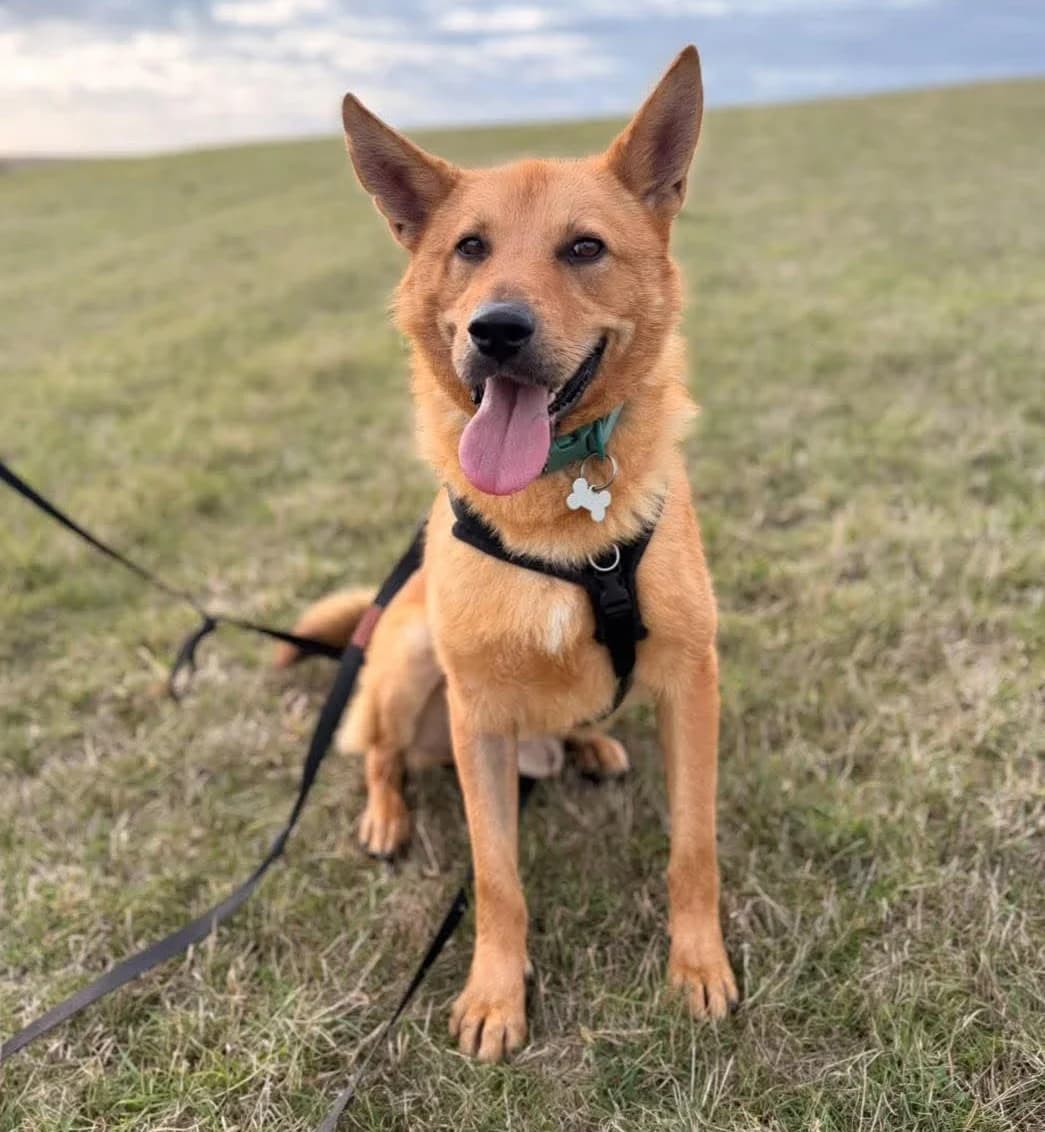 Måns, Mixed Breed for adoption at Rolda Sverige, Södertälje (foster network)