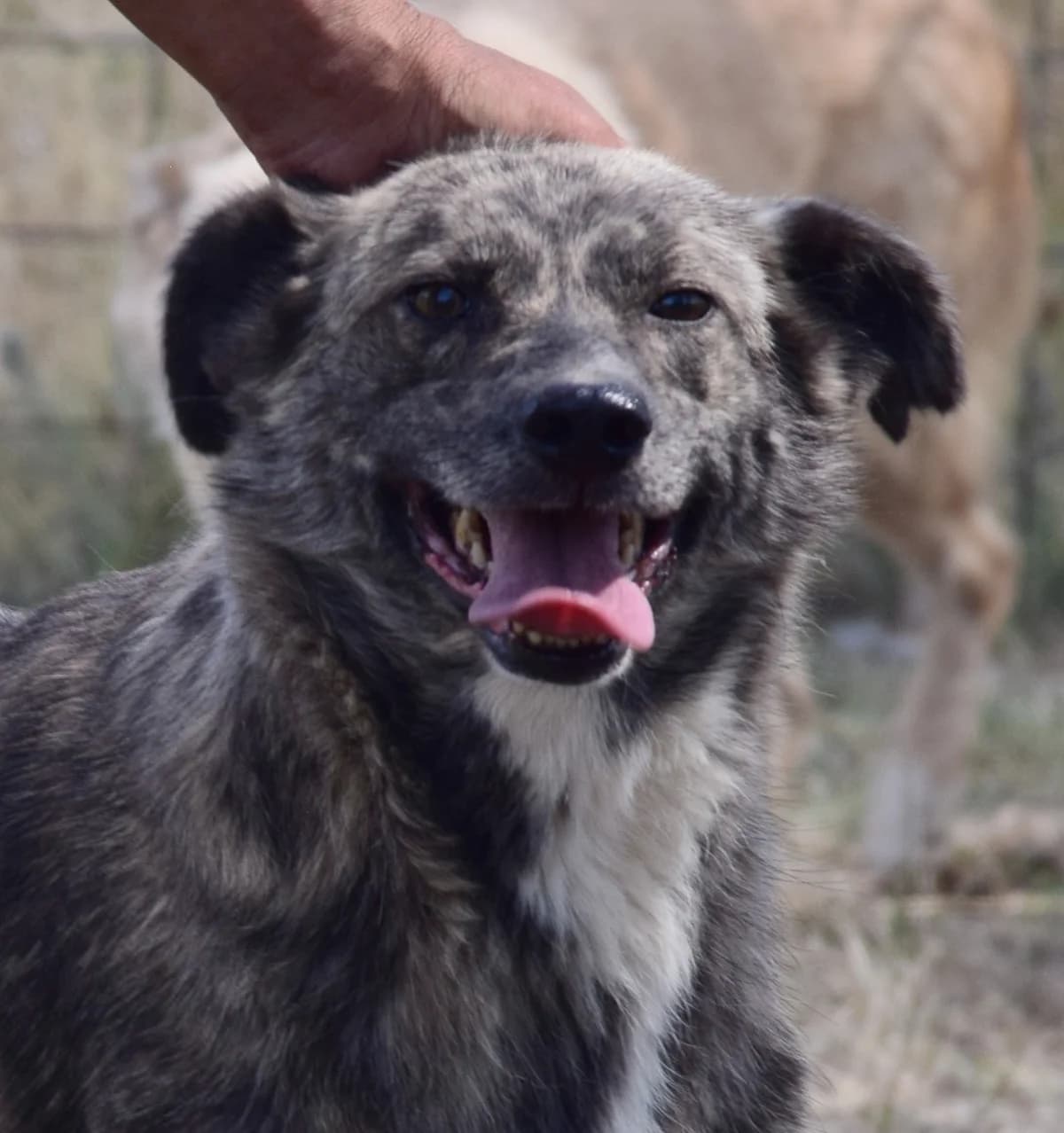 Mark, male Mixed Breed for adoption at Rolda Sverige, Södertälje (foster network)