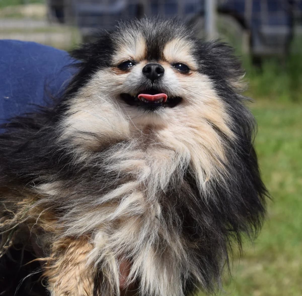 Mindy, female Mixed Breed for adoption at Rolda Sverige, Södertälje (foster network)
