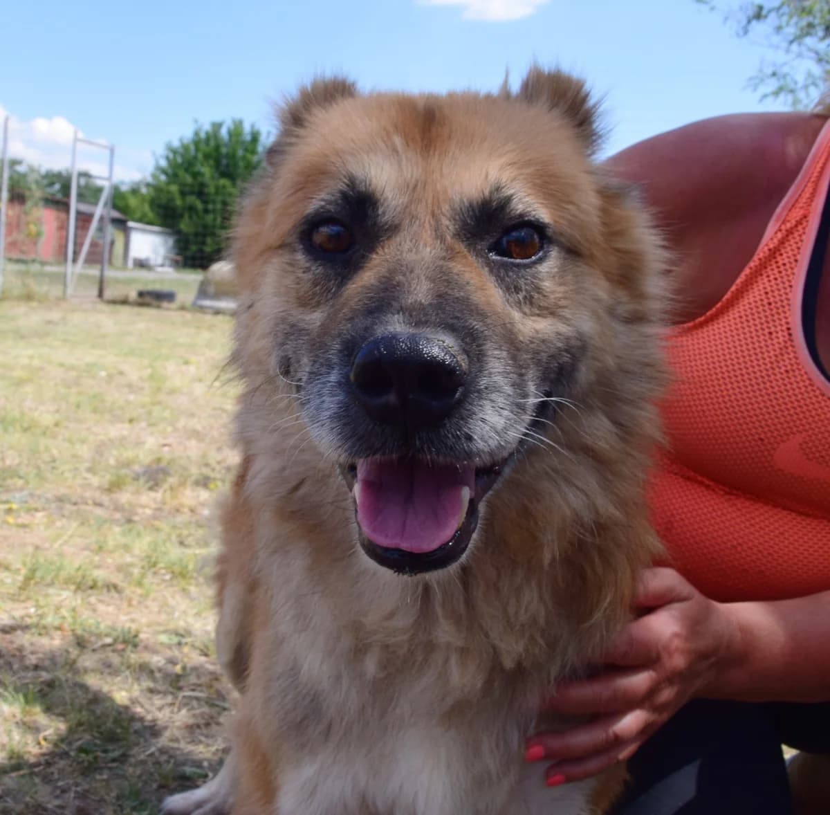 Oskar, senior Mixed Breed for adoption at Rolda Sverige, Södertälje (foster network)