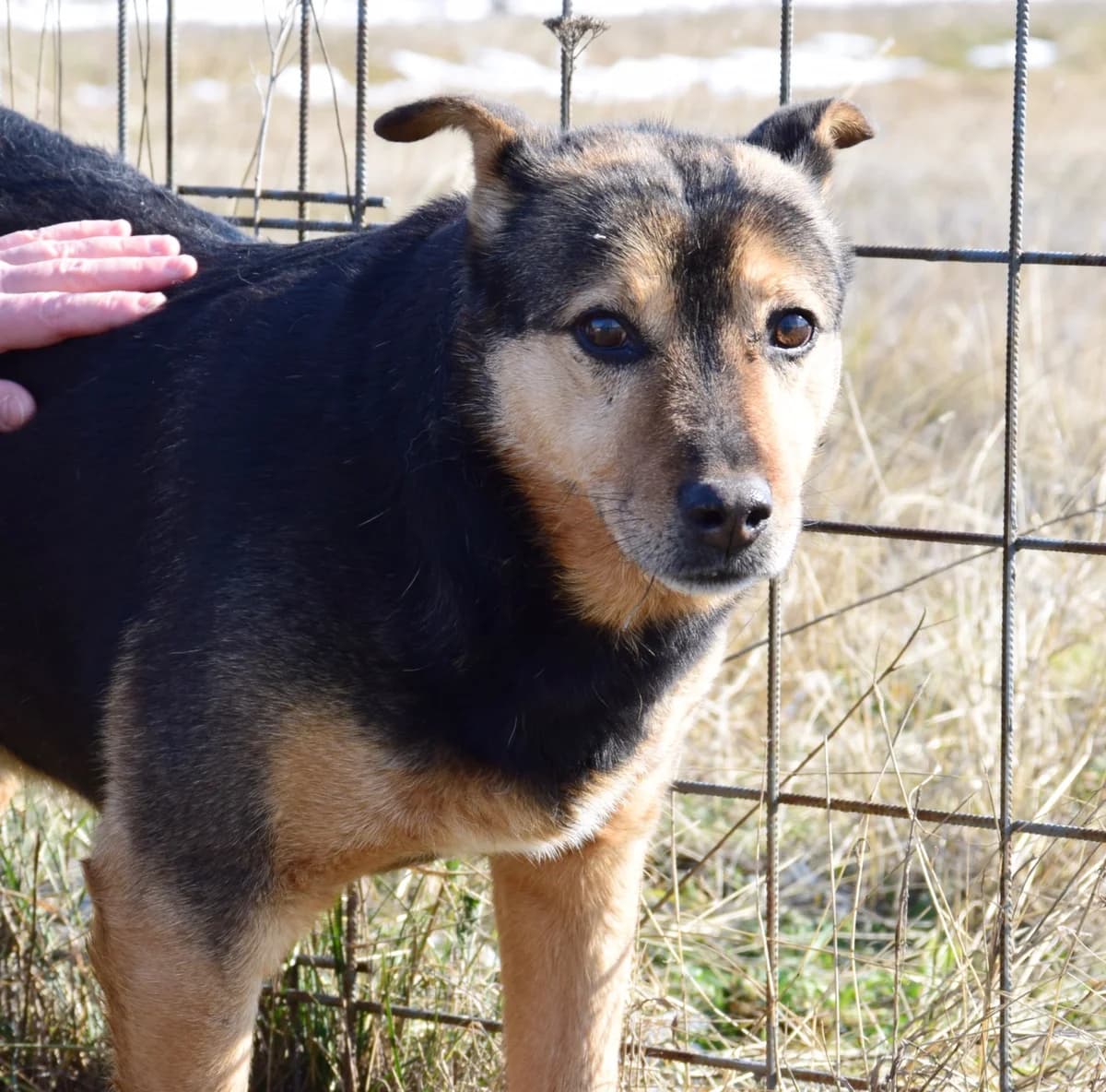 Otto, senior Mixed Breed for adoption at Rolda Sverige, Södertälje (foster network)