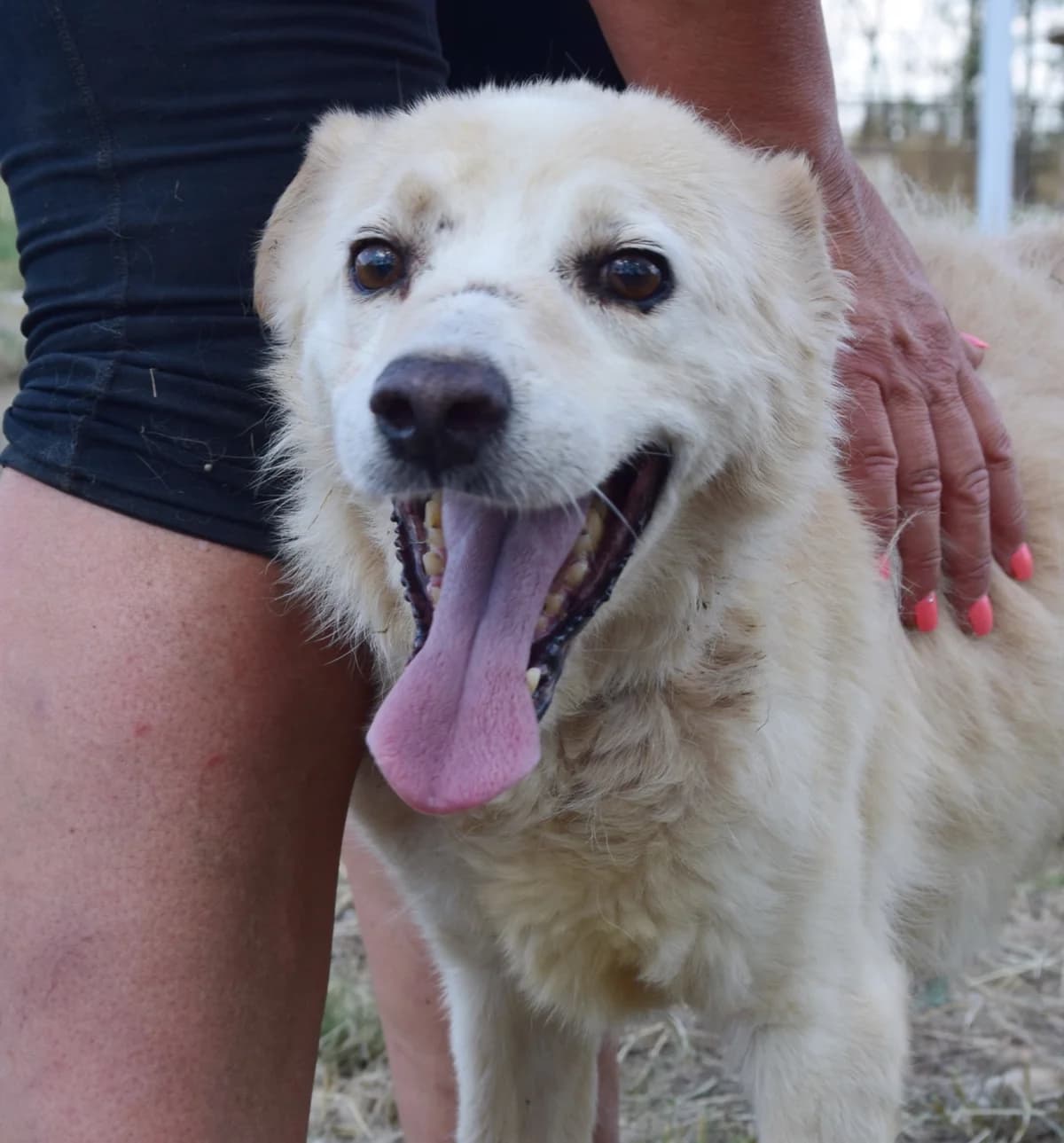 Perra, Mixed Breed for adoption at Rolda Sverige, Södertälje (foster network)