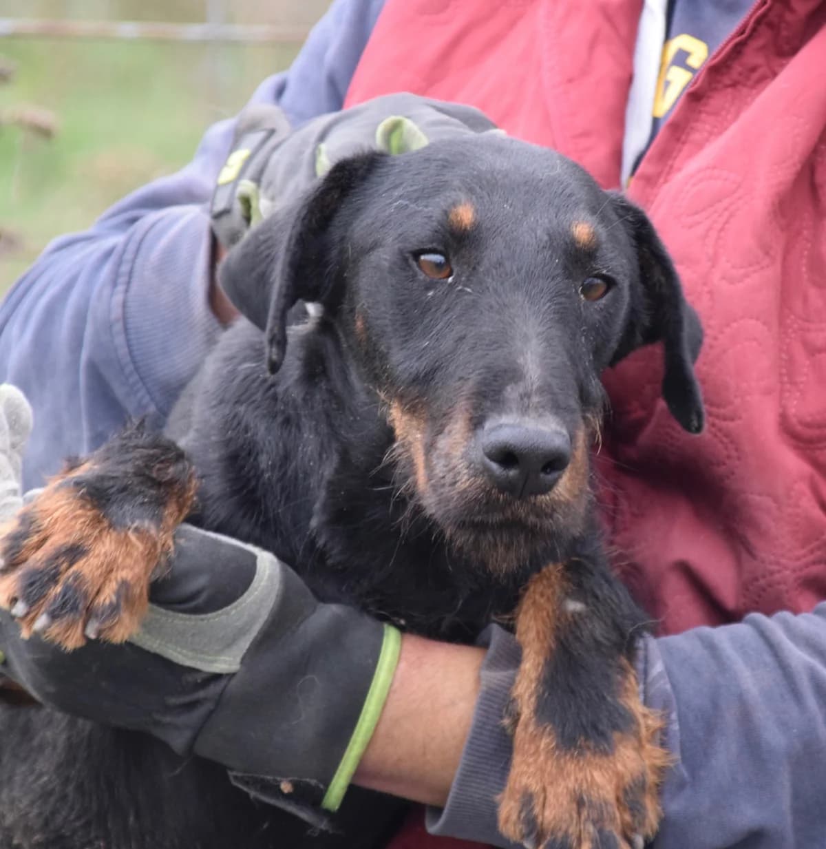 Ronny, young Mixed Breed for adoption at Rolda Sverige, Södertälje (foster network)