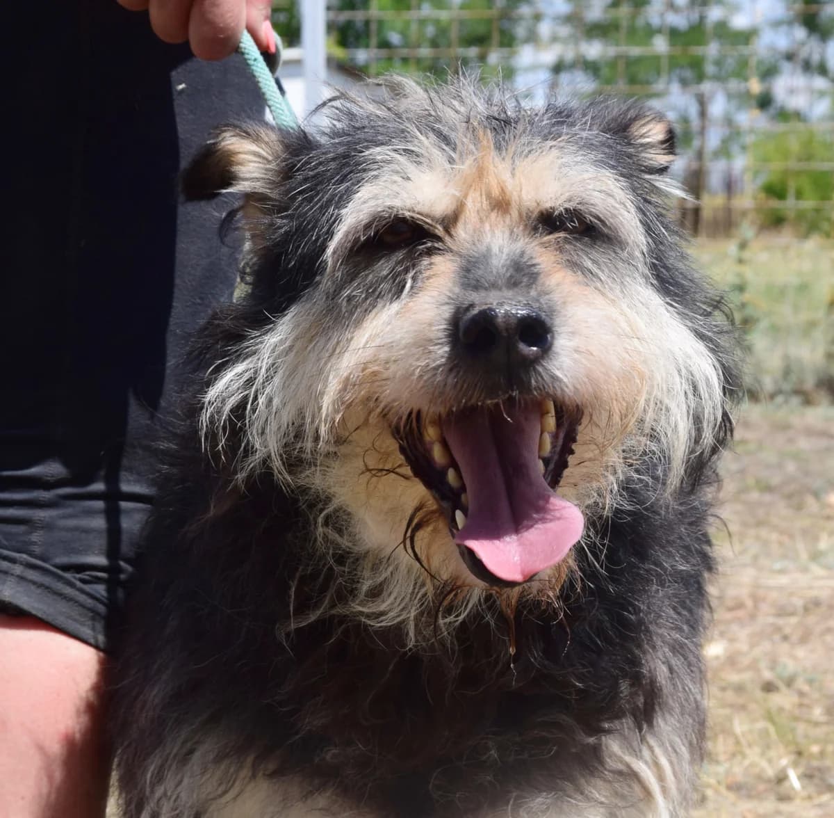 Ruth, female Mixed Breed for adoption at Rolda Sverige, Södertälje (foster network)