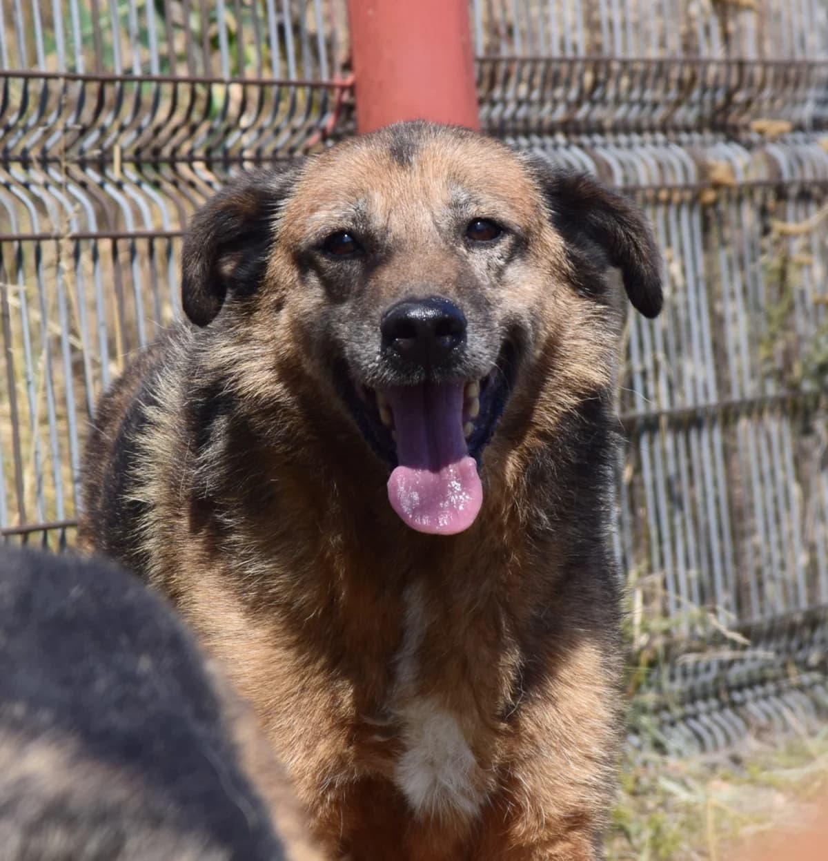 Sammy, male senior Mixed Breed for adoption at Rolda Sverige, Södertälje (foster network)