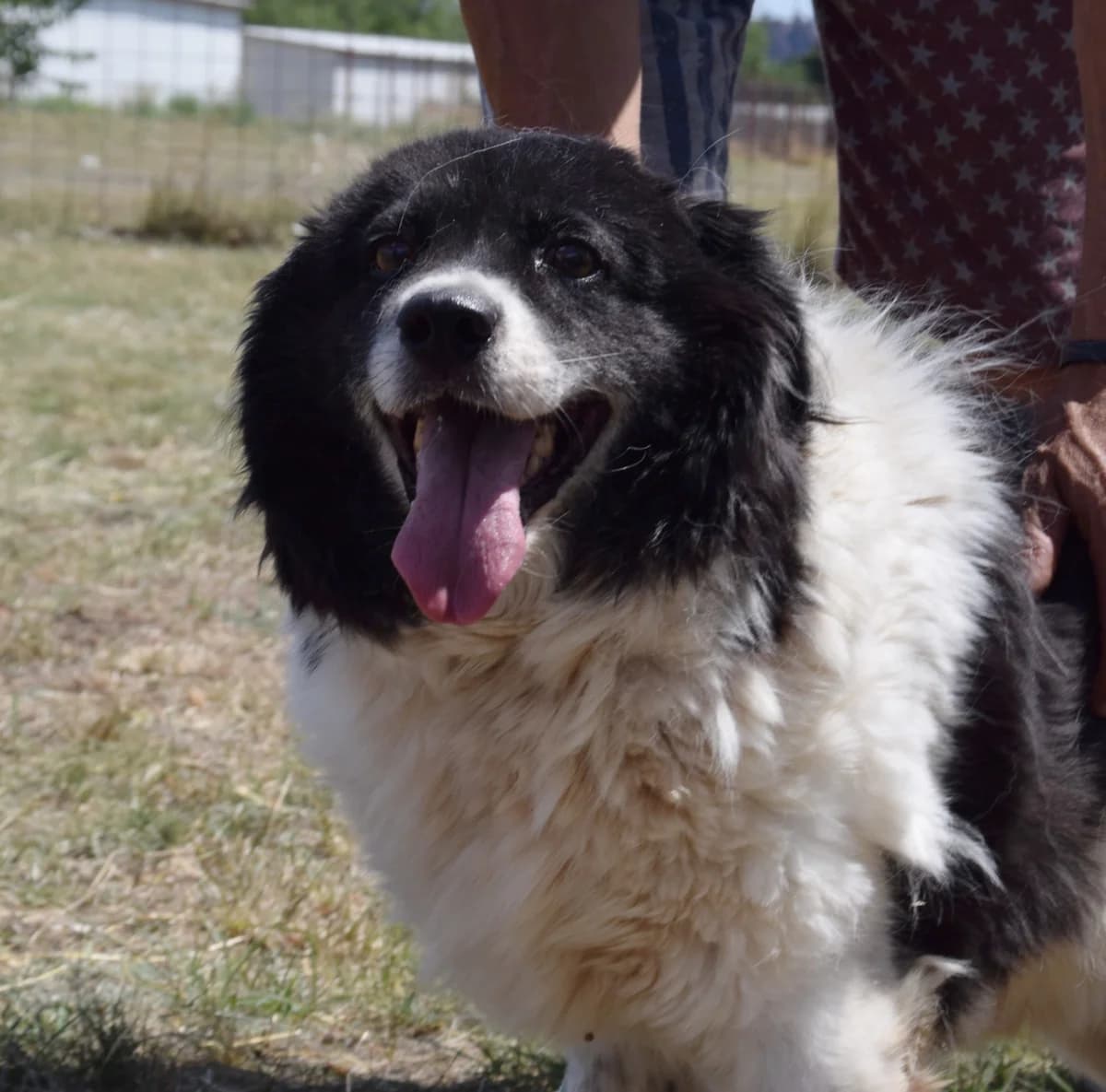 Sussie, female Mixed Breed for adoption at Rolda Sverige, Södertälje (foster network)