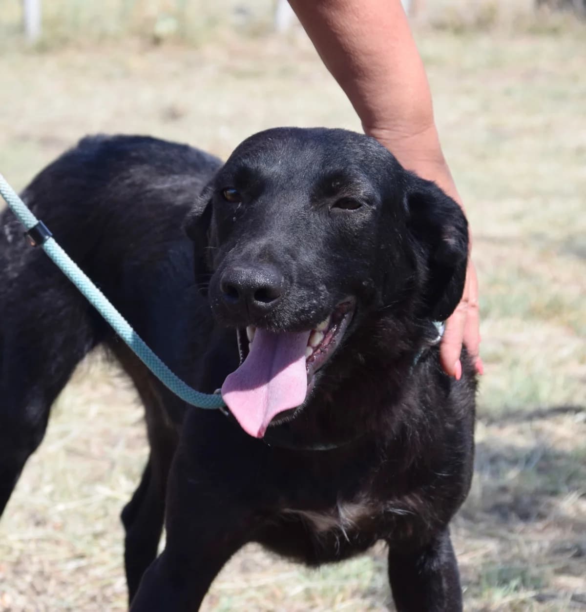 Texas, male Mixed Breed for adoption at Rolda Sverige, Södertälje (foster network)
