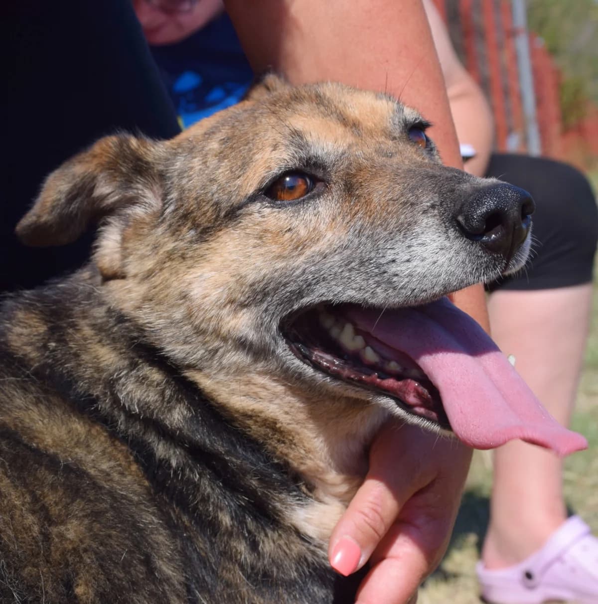 Ulf, male Mixed Breed for adoption at Rolda Sverige, Södertälje (foster network)