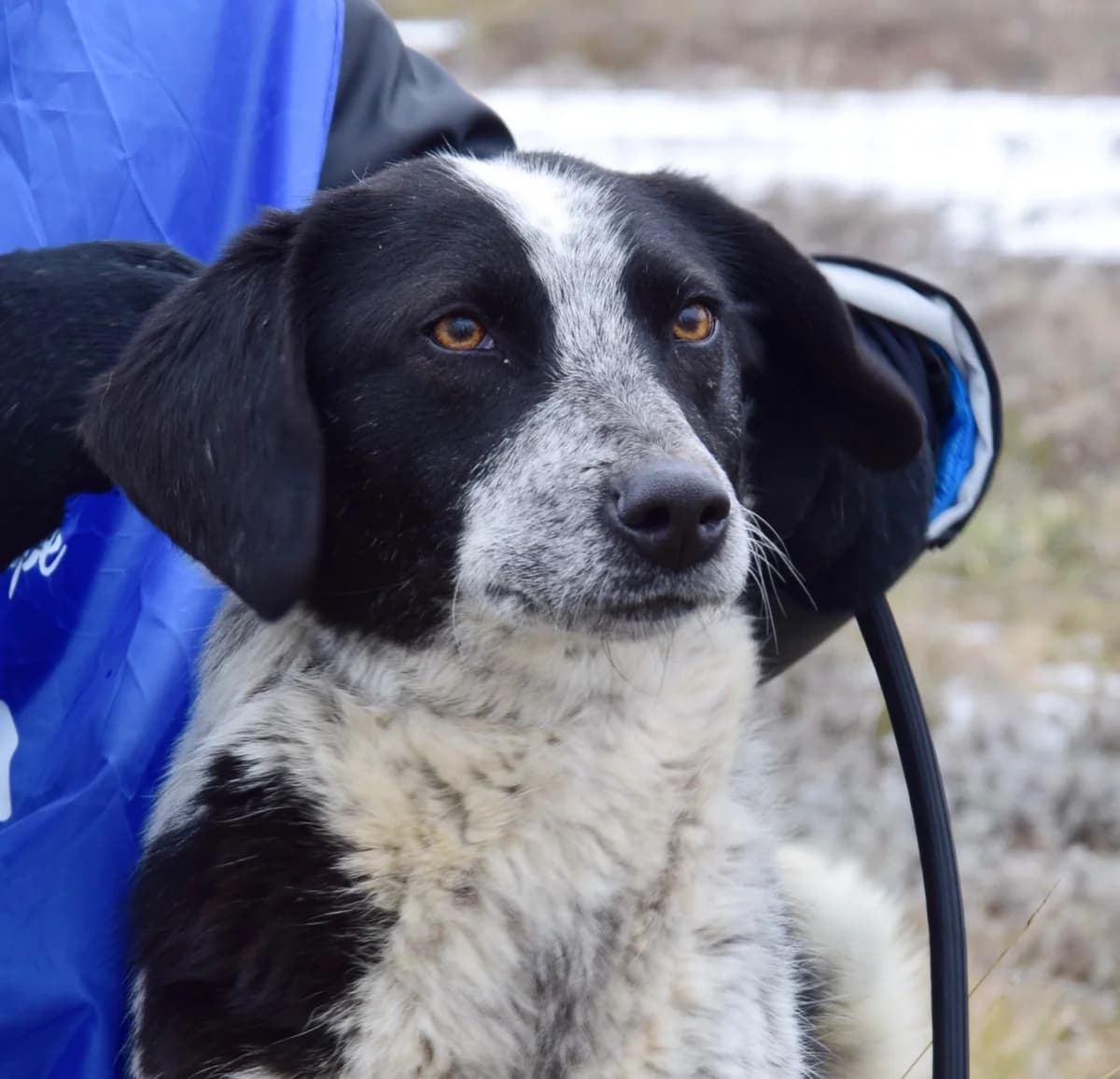 Vega, female 3yo Mixed Breed for adoption at Rolda Sverige, Södertälje (foster network)