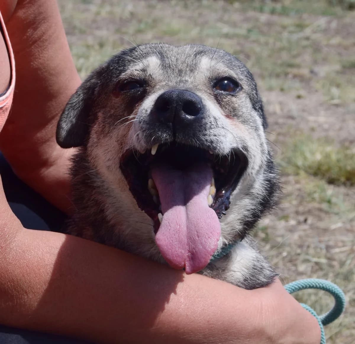 Wilmer, male Mixed Breed for adoption at Rolda Sverige, Södertälje (foster network)
