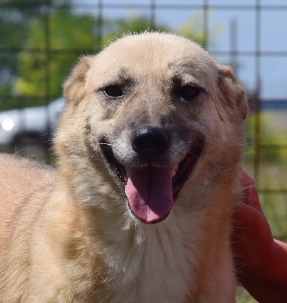 Xena, female Mixed Breed for adoption at Rolda Sverige, Södertälje (foster network)