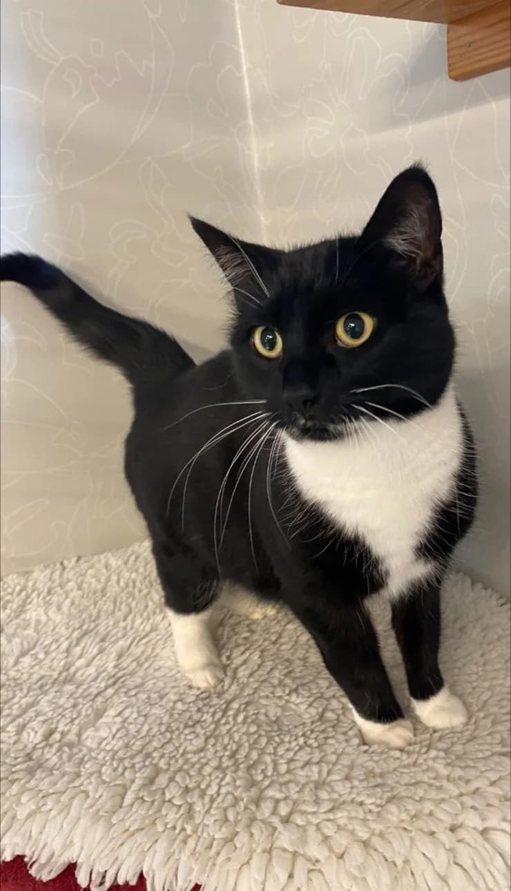 Maya, 7 år, 7yo Mixed Breed for adoption at Linköpings Djurskyddsförening — Slaka Djurhem, Linköping
