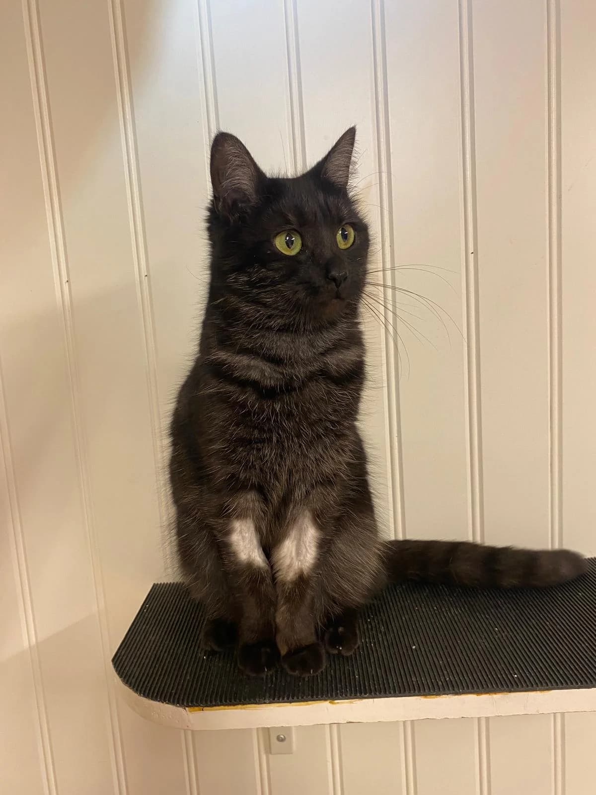 Miss Minett, 1 år, young Mixed Breed for adoption at Linköpings Djurskyddsförening — Slaka Djurhem, Linköping