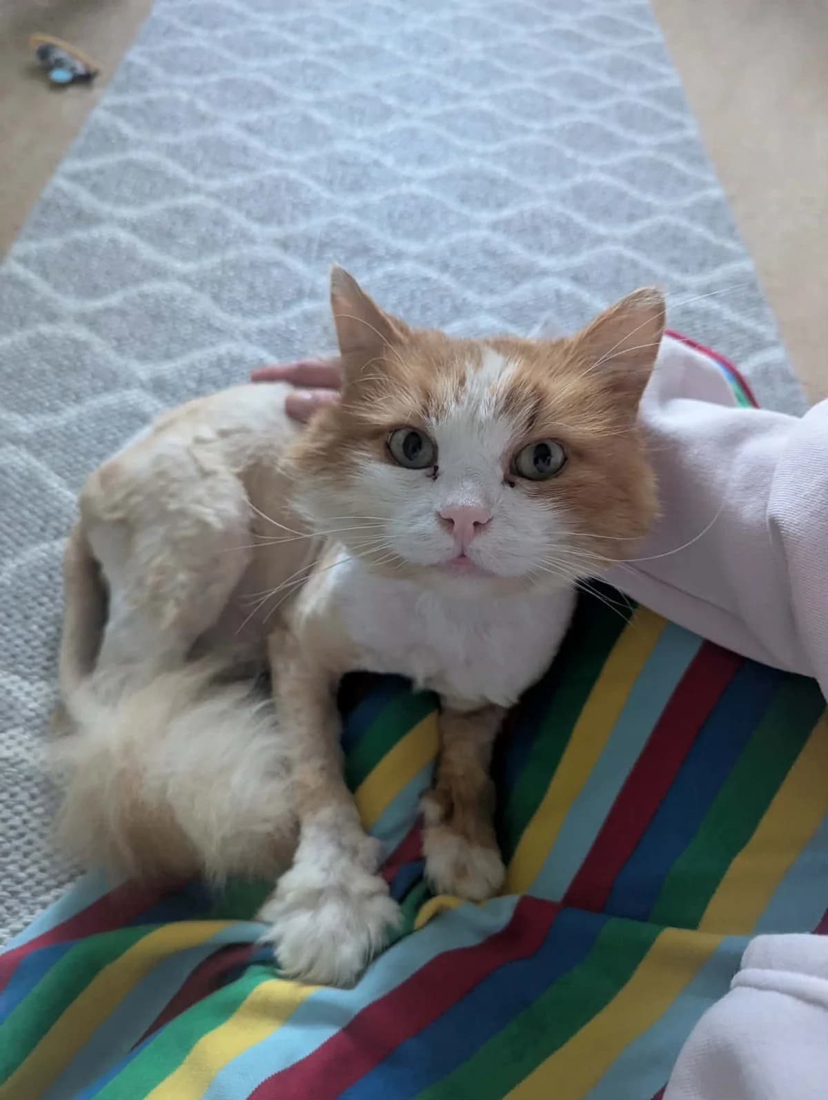 Bob, male 4yo Mixed Breed for adoption at Slättens Katthjälp, Norrköping