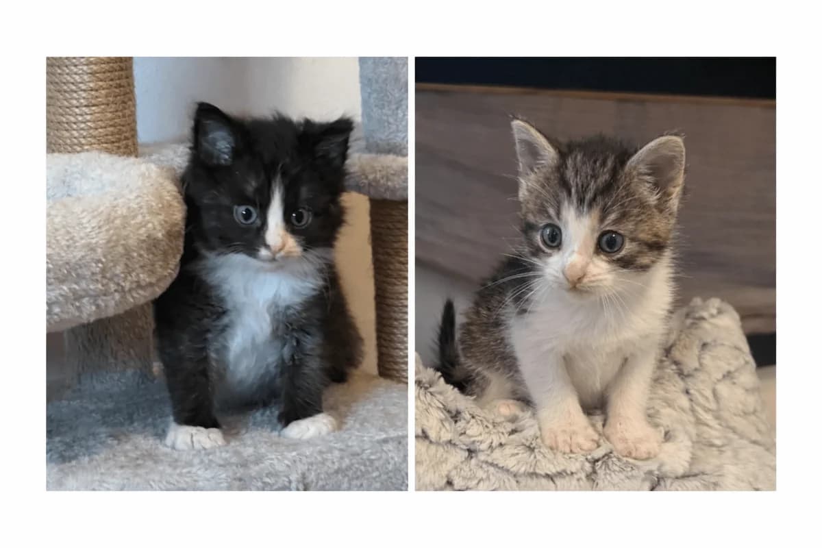 Eira & Eiros, female Mixed Breed for adoption at Slättens Katthjälp, Norrköping