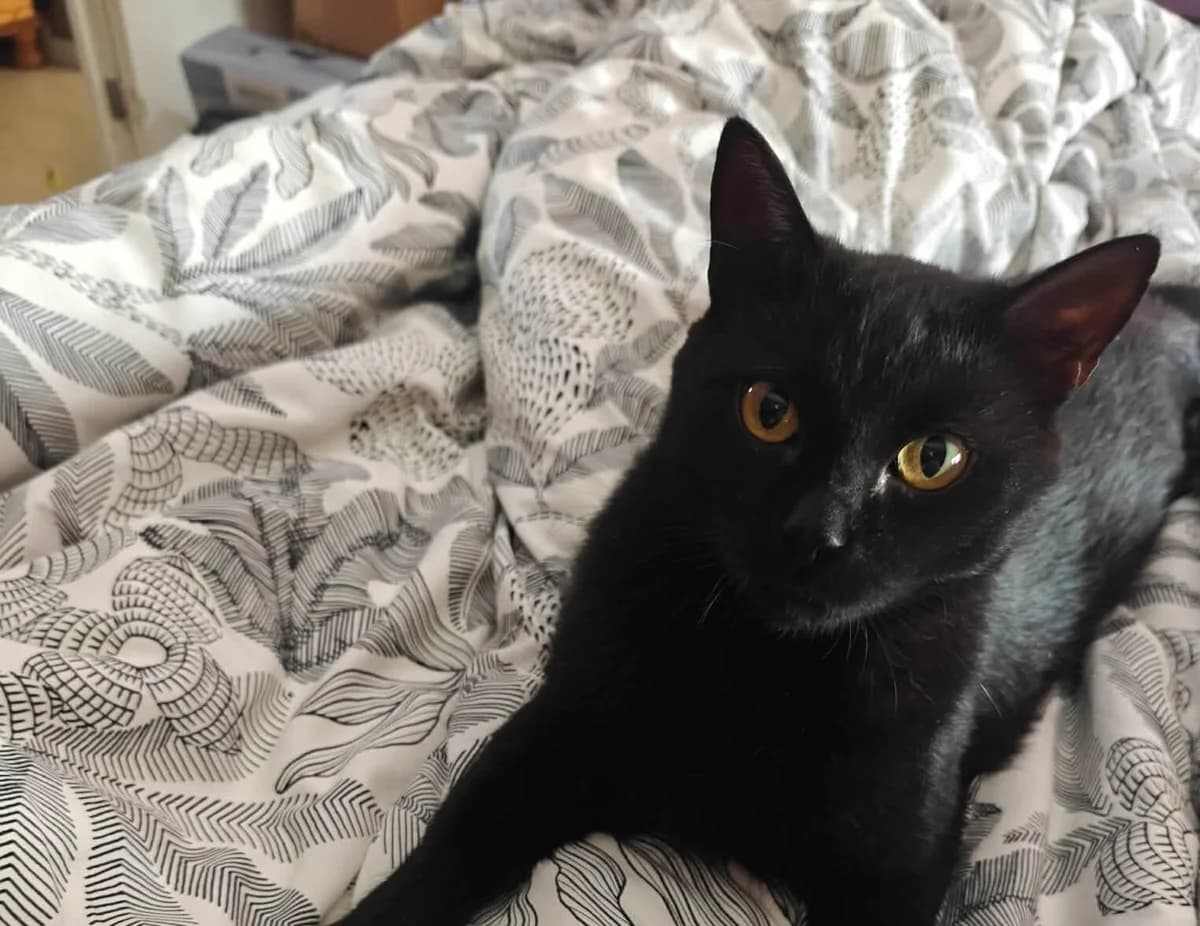 Lilith, female 3yo Mixed Breed for adoption at Slättens Katthjälp, Norrköping