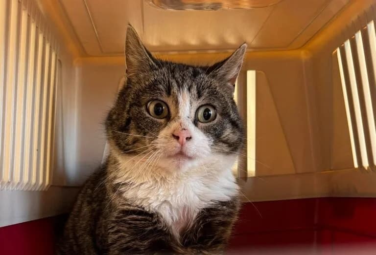 Morris, male 5yo Mixed Breed for adoption at Slättens Katthjälp, Norrköping