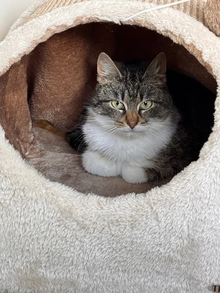 Ronja, female young Mixed Breed for adoption at Slättens Katthjälp, Norrköping