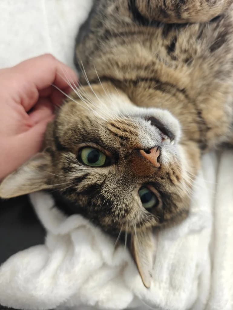 Svante, male 4yo Mixed Breed for adoption at Slättens Katthjälp, Norrköping