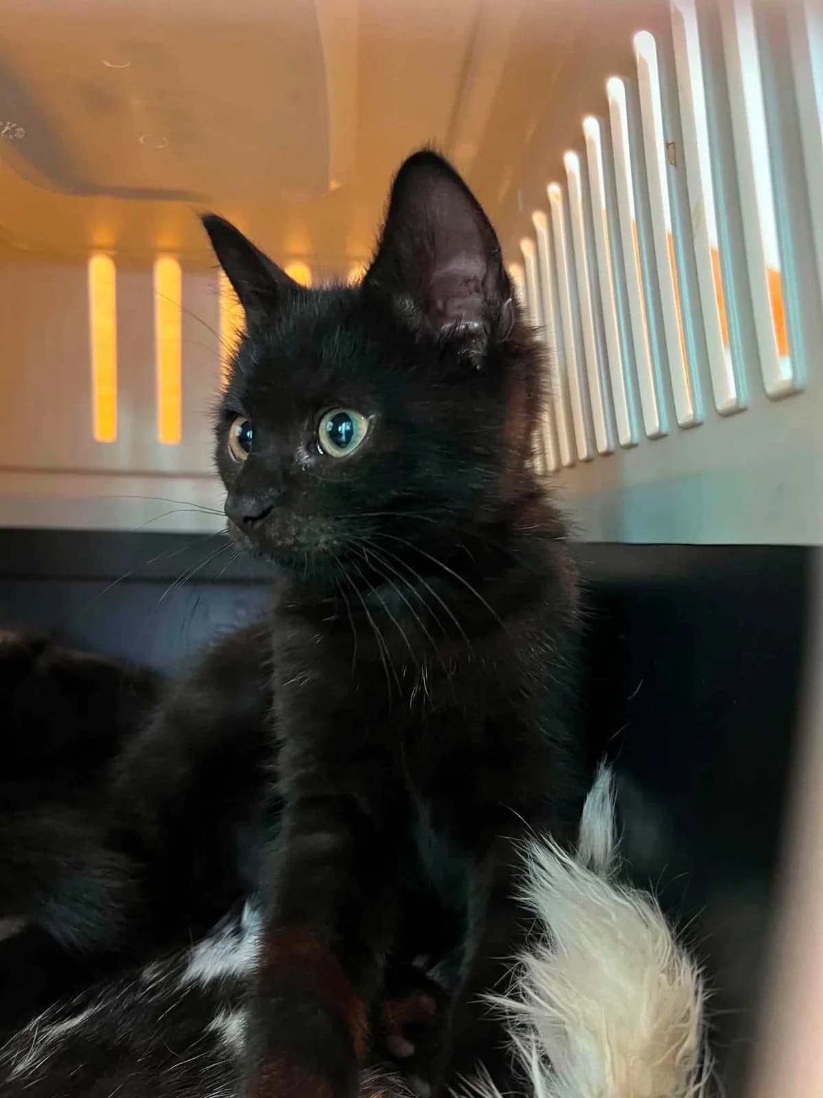 Zorro, male Mixed Breed for adoption at Slättens Katthjälp, Norrköping