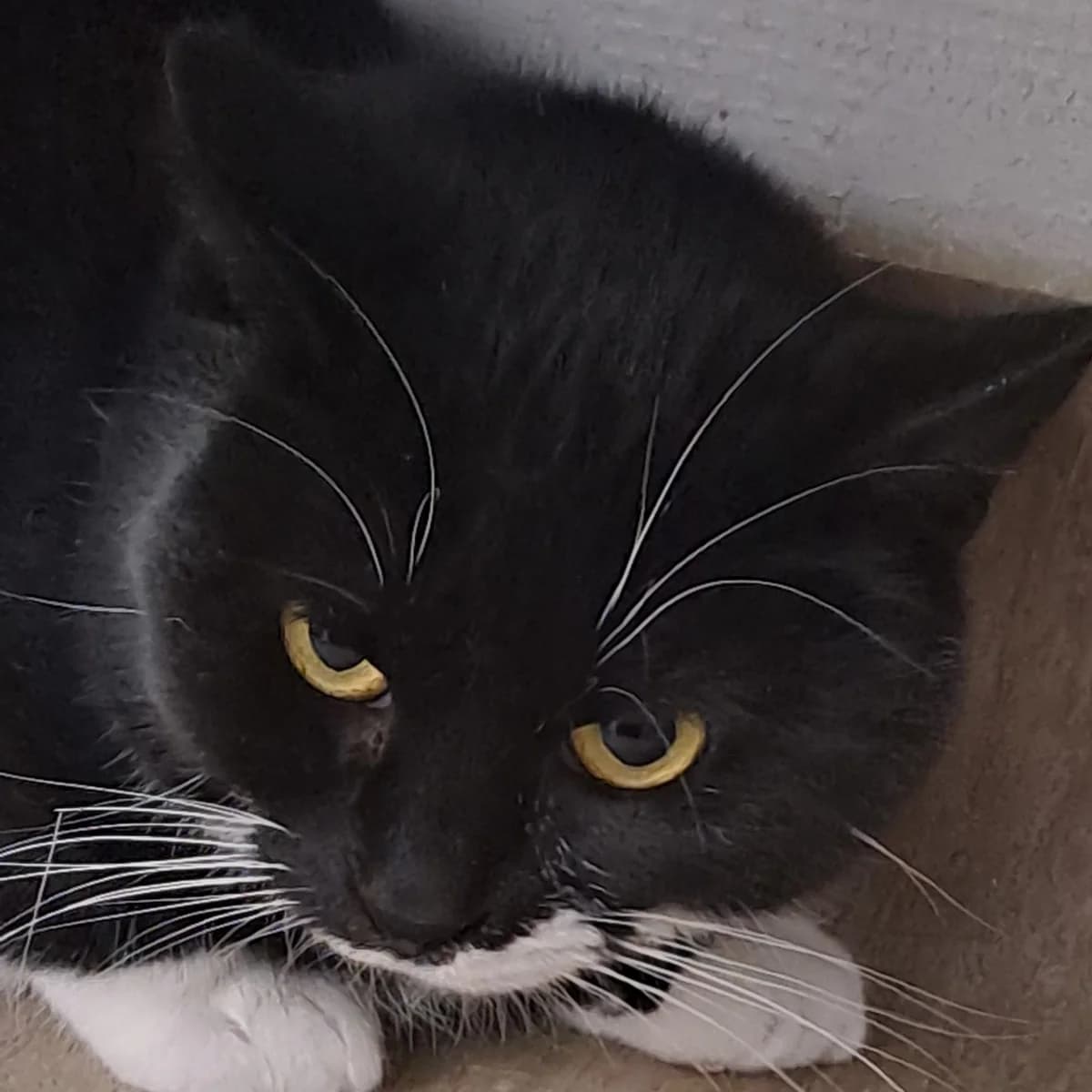 Irja, female Mixed Breed for adoption at Södertälje Katthem