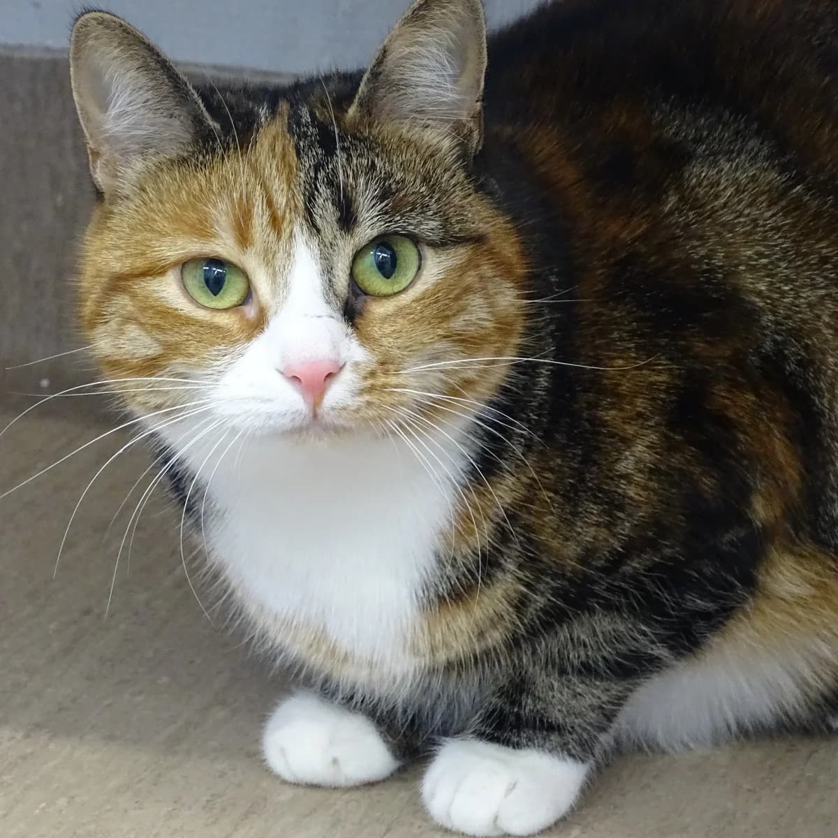 Daphne, female Mixed Breed for adoption at Södertälje Katthem