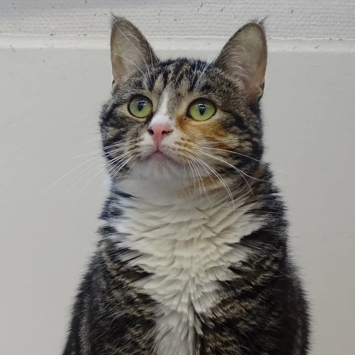 Darla, female Mixed Breed for adoption at Södertälje Katthem