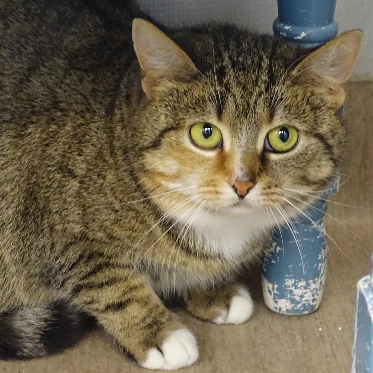 Ina, female Mixed Breed for adoption at Södertälje Katthem