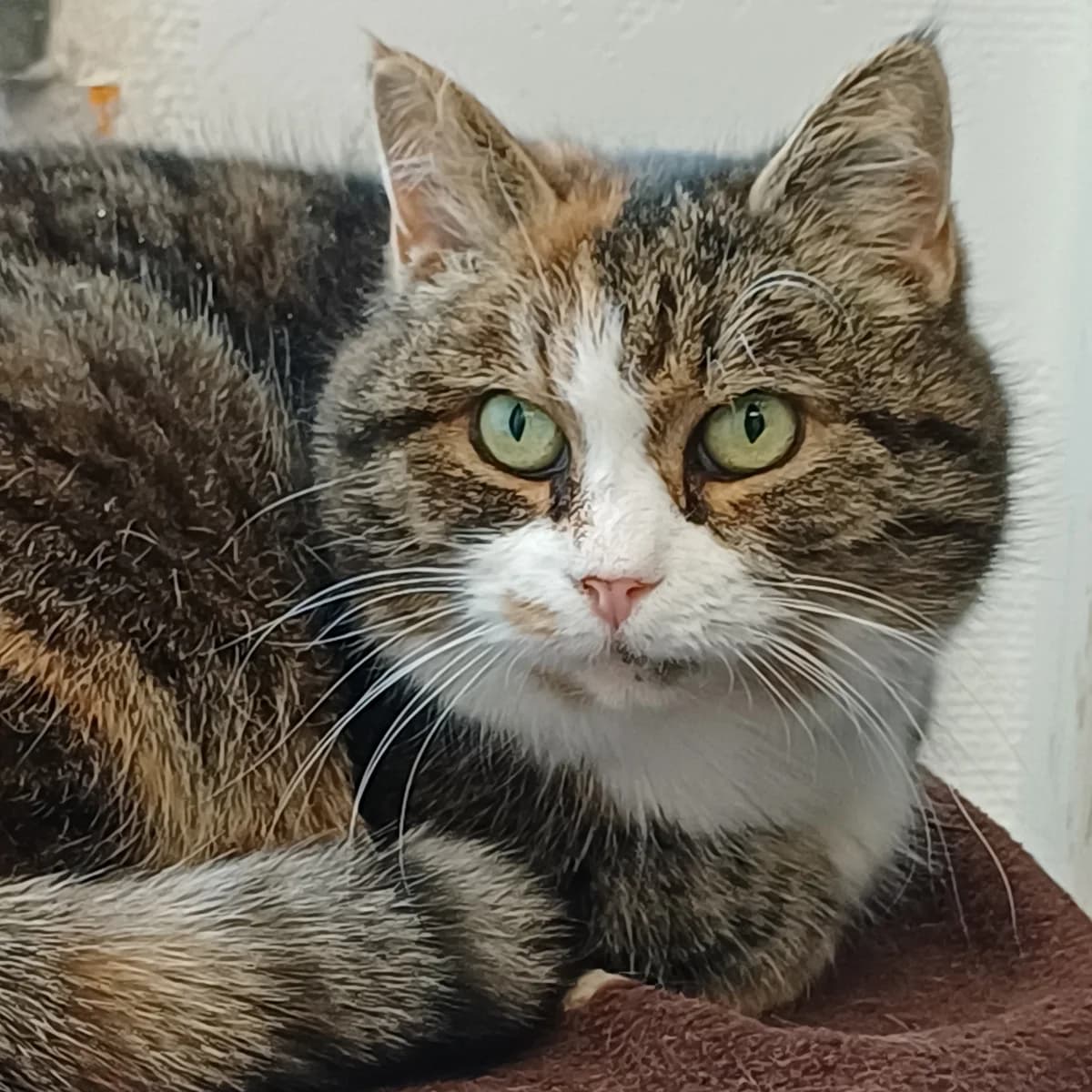 Nadja, female Mixed Breed for adoption at Södertälje Katthem