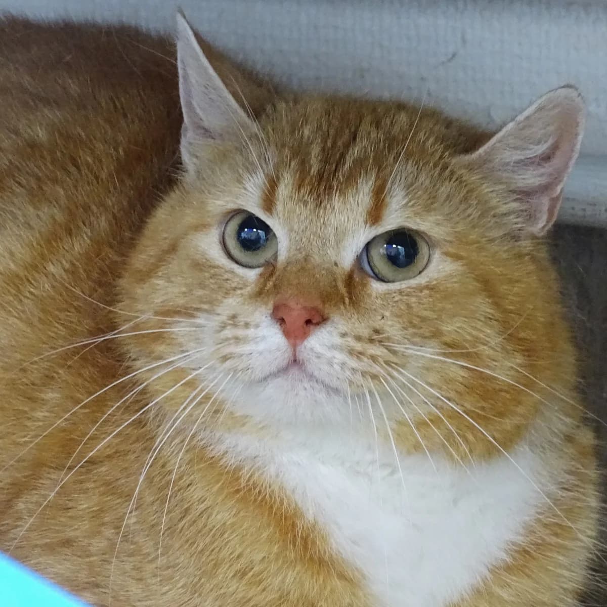 Älvis, male Mixed Breed for adoption at Södertälje Katthem