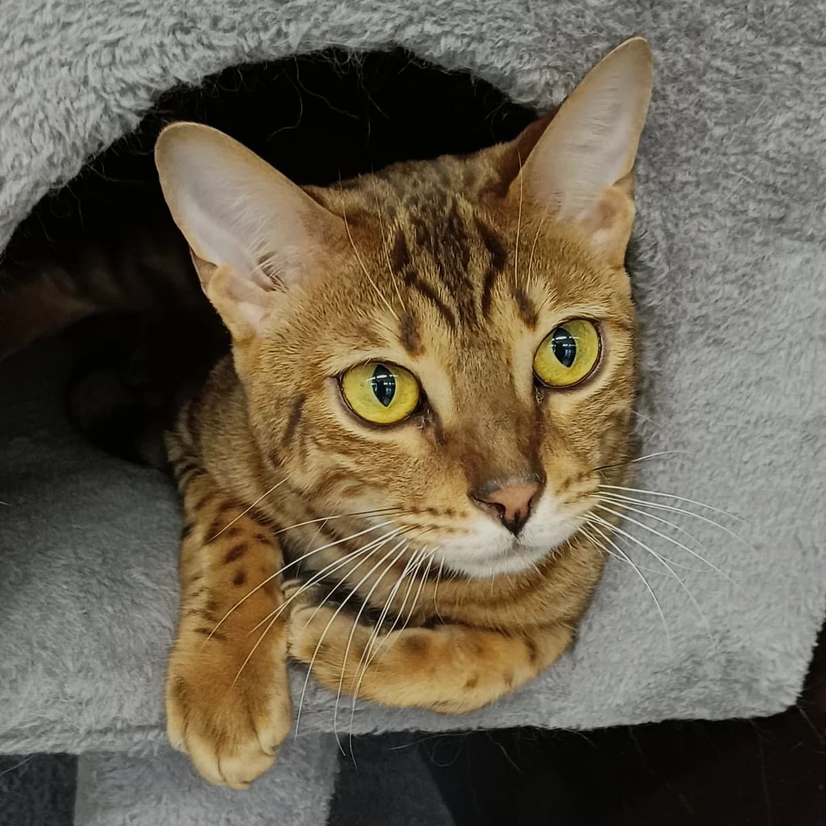 Baghera, male Mixed Breed for adoption at Södertälje Katthem